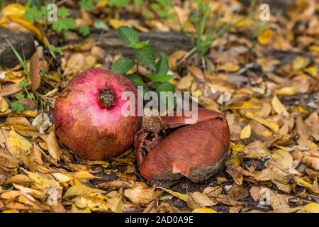 Nahaufnahme des gefallenen Toten Granatäpfel (Punica Granatum) gefallenen Baum, Andalusien, Spanien. Stockfoto