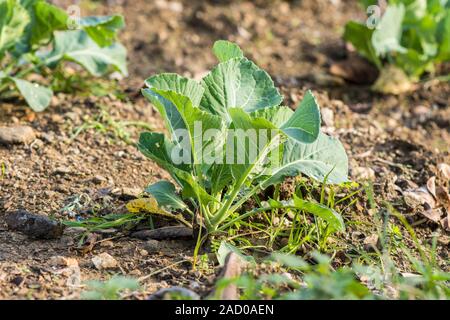 Grünkohl, Wirsing im Gemüsegarten wächst. Stockfoto