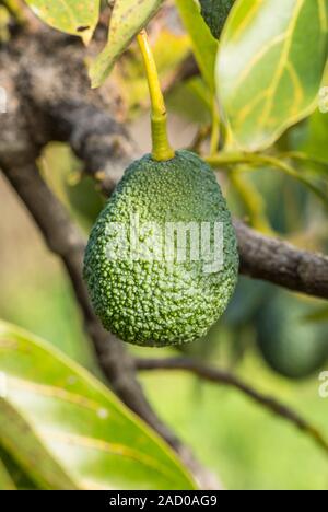 Hass Avocado, Persea Americana "Hass", Frucht am Baum wächst. Andalusien, Spanien. Stockfoto