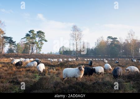 Herde der niederländischen Schafe am frühen Morgen herbstliche Heide in der Nähe von Utrecht im warmen Sonnenlicht in Holland Stockfoto