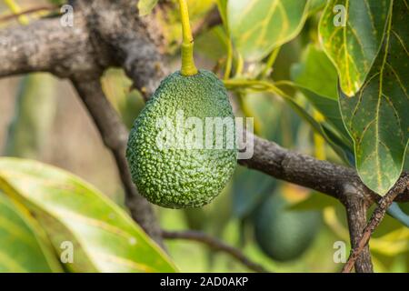 Hass Avocado, Persea Americana "Hass", Frucht am Baum wächst. Andalusien, Spanien. Stockfoto