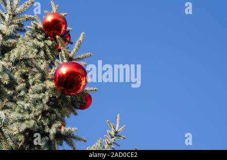 Red christmas Kugeln auf einem Ast gegen den blauen Himmel. Stockfoto