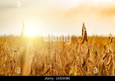 Bereit für die Ernte reif Soja Hülsen zur Stammzellenforschung in den Bereichen Detailansicht gegen Sonnenlicht Sommer Stockfoto