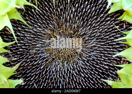 Sun Flower (helianthus) Disk Samen, close-up Stockfoto