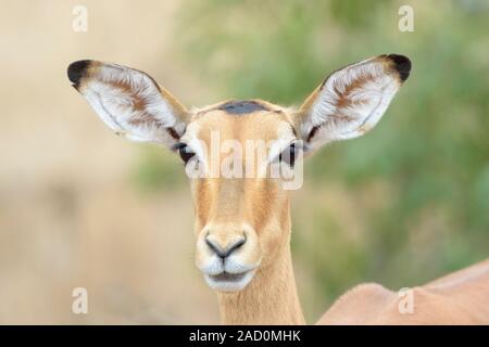 Impala (Aepyceros melampus), weibliche Portrait, Kamera, Krüger Nationalpark, Südafrika. Stockfoto