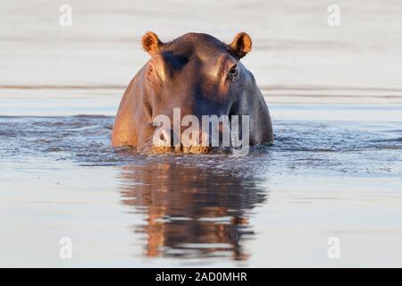 Flusspferd (Hippopotamus amphibius) in Wasser bei Kamera suchen, Krüger Nationalpark, Südafrika. Stockfoto