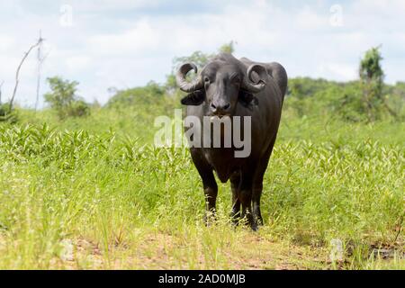 Wasserbüffel oder inländische Asiatische Wasserbüffel (Bubalus bubalis") stehen, Kamera, Pantanal, Mato Grosso, Brasilien Stockfoto