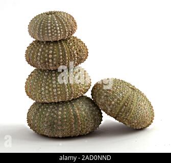 Seeigel isoliert auf weißem Hintergrund Stockfoto