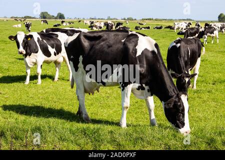 Schwarzbunte friesische Kühe grasen auf landwirtschaftlichen Nutzflächen. Stockfoto