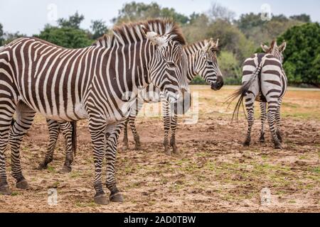 Der Grevy Zebra (Equus grevyi), das auch als imperial Zebra genannt, ist das größte lebende wilden Equiden sowie der größte und am stärksten bedrohten der Drei Stockfoto