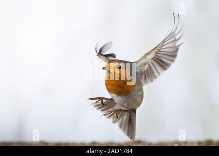 Rotkehlchen, fliegend, Flug, Flugbild, Erithacus rubecula, Robin, Robin, Robin redbreast, Flug, Fliegen, Le Rouge-Gorge familier Stockfoto