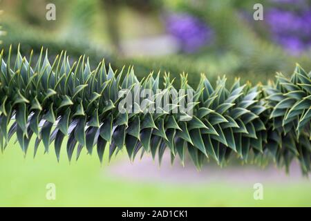 Chilenische Araukarie, Monkey Tail Baum, Araucaria araucana Stockfoto