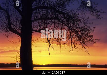 Abendstimmung mit Aspen Baum am See Astotin/Elk Island National Park Stockfoto