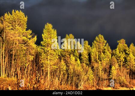 Atem vor dem Stürzen. Wald im Lichte der Einstellung rote Sonne im Hintergrund der drohenden Sturm Stockfoto