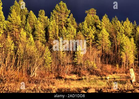 Atem vor dem Stürzen. Wald im Lichte der Einstellung rote Sonne im Hintergrund der drohenden Sturm Stockfoto