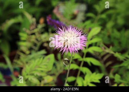 Flockenblume, Tünche Kornblume, Centaurea dealbata, Schwebfliege, syrphidae, schweben, fliegen Stockfoto