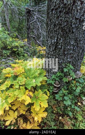 Devils Club Blätter im Herbst/Ptarmigan See - Kenai Halbinsel Stockfoto