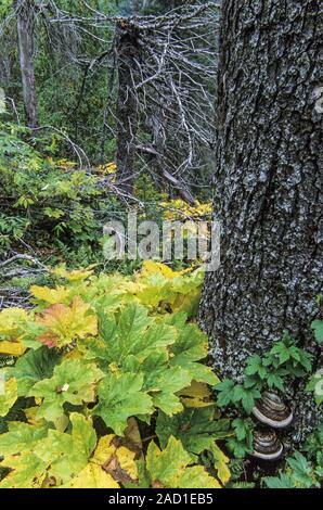 Devils Club Blätter im Herbst/Ptarmigan See - Kenai Halbinsel Stockfoto