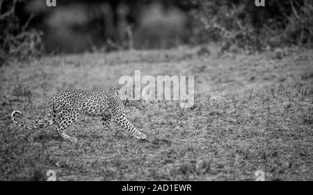 Walking baby Leopard in Schwarz und Weiß. Stockfoto