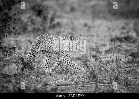 Walking baby Leopard in Schwarz und Weiß. Stockfoto