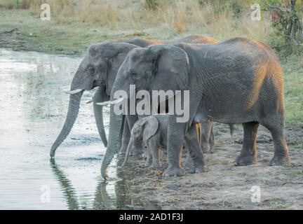 Kleine Herde von Elefanten trinken im Krüger National Park. Stockfoto