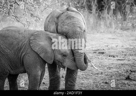 Zwei junge Elefanten kuscheln in Schwarz und Weiß. Stockfoto