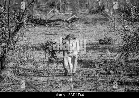 Löwin zu Fuß in Richtung der Kamera in Schwarz und Weiß. Stockfoto