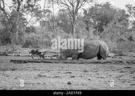 Afrikanischer Wildhund Trinken Neben ein weißes Nashorn in Schwarz und Weiß. Stockfoto