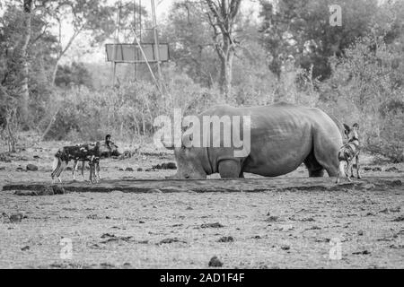 Afrikanische Wildhunde auf ein weißes Nashorn in Schwarz und Weiß. Stockfoto