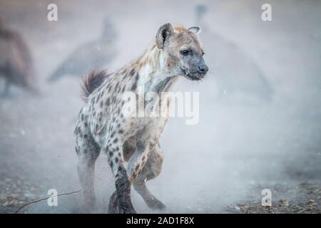 Ausführen von hyäne mit Geier im Hintergrund entdeckt.
