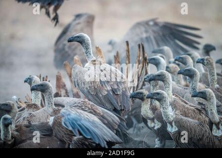 Eine Gruppe von Weißen-backed Geier auf der Karkasse. Stockfoto