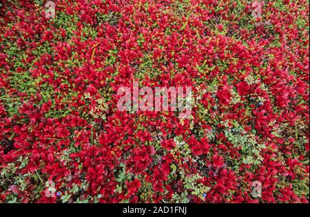 Tundra Landschaft mit alpinen Brentraube in Indian Summer/Denali National Park, Alaska Stockfoto