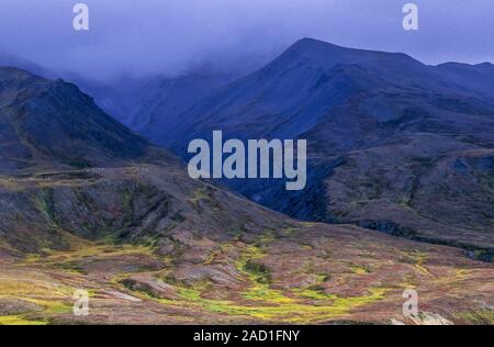 Dall Schafe auf die Berge der Alaska Range im herbstlichen tundra/Denali National Park Stockfoto