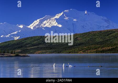 Trumpeter Schwäne am frühen Morgen auf Wonder Lake und Denali in der Rückseite/Denali National Park Stockfoto