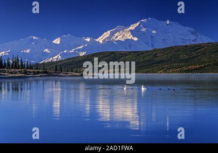 Trumpeter Schwäne am frühen Morgen auf Wonder Lake und Denali in der Rückseite/Denali National Park Stockfoto