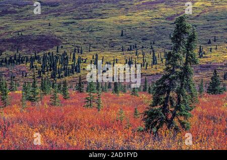 Tundra Landschaft mit Zwerg Birken und Tannen im Indian Summer/Denali National Park, Alaska Stockfoto