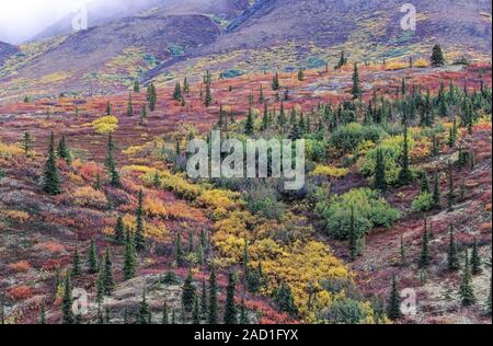 Tundra Landschaft mit Tannen im Indian Summer/Denali National Park, Alaska Stockfoto