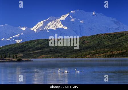 Trumpeter Schwäne am frühen Morgen auf Wonder Lake und Denali in der Rückseite/Denali National Park Stockfoto