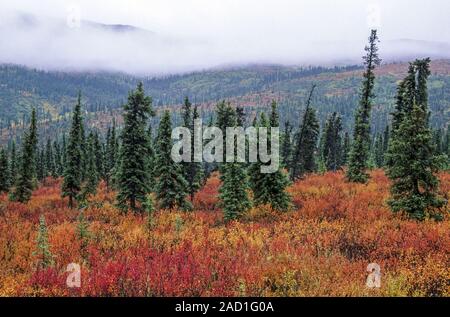 Tundra Landschaft mit Zwerg Birken und Tannen im Indian Summer/Denali Nationalpark - Alaska Stockfoto