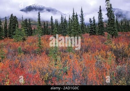 Tundra Landschaft mit Zwerg Birken und Tannen im Indian Summer/Denali National Park, Alaska Stockfoto