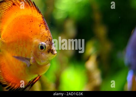 Hell Orangefarbene runde Fisch Seitenansicht im Ozean. Bunten Hintergrund der Unterwasserwelt verwischt. Flora und Fauna des Meeres. Freien Speicherplatz zu inse Stockfoto