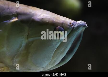 Close-up Portrait der Kopf eines fremden Ozean Fisch. Angesicht der Fische in den Fokus auf einem schwarzen Hintergrund. Die natürliche Umwelt unter Wasser. Seitenansicht Stockfoto