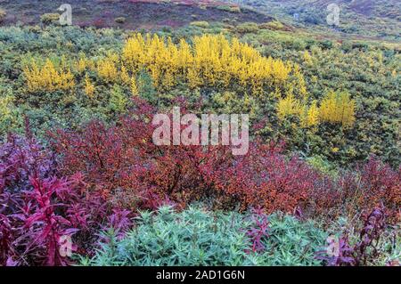 Tundra Landschaft mit Fireweed, Zwerg Birken und Beben Aspen in Indian Summer/Alaska Stockfoto