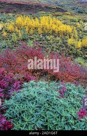 Tundra Landschaft mit Fireweed, Zwerg Birken und Beben Aspen in Indian Summer/Alaska Stockfoto