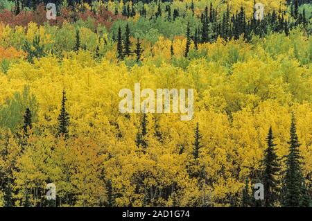 Beben Aspen im Herbst in einem Tal/Denali National Park, Alaska Stockfoto