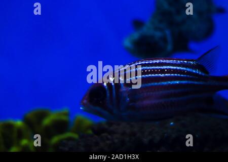 Schöne gestreifte Fische mit weißen Linien auf den Körper. Seitenansicht hautnah. Blau verschwommenen Hintergrund. Freier Platz für Text und Inhalt. Stockfoto