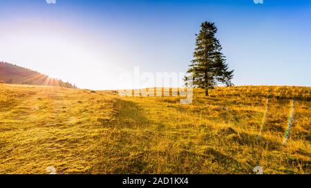 Sonnenaufgang in den Bergen - Baum alleine stehen auf der Wiese unter einem blauen Himmel Stockfoto