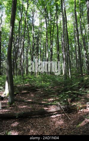 Fagus sylvatica, Buche, Holz mit alten Bäumen und Pflanzen Stockfoto