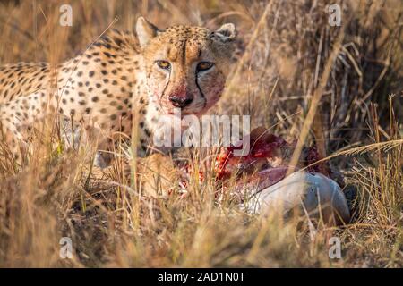 Geparden Riedböcke essen von einem Leichnam in Kruger. Stockfoto