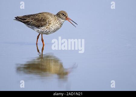 Gemeinsame Wasserläufer, die Küken beginnen im Alter von drei Wochen fliegen Stockfoto